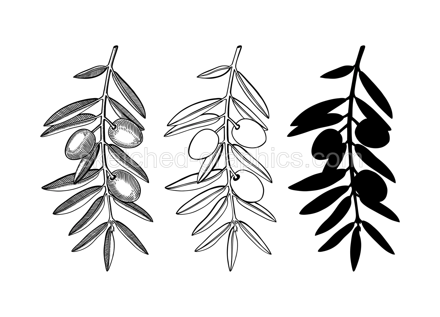 Hand drawn olive branches set. Decorative twigs with leaves and fruits in engraved, silhouette and line art style. Botanical illustration of popular Italian or Greek plant. Illustration